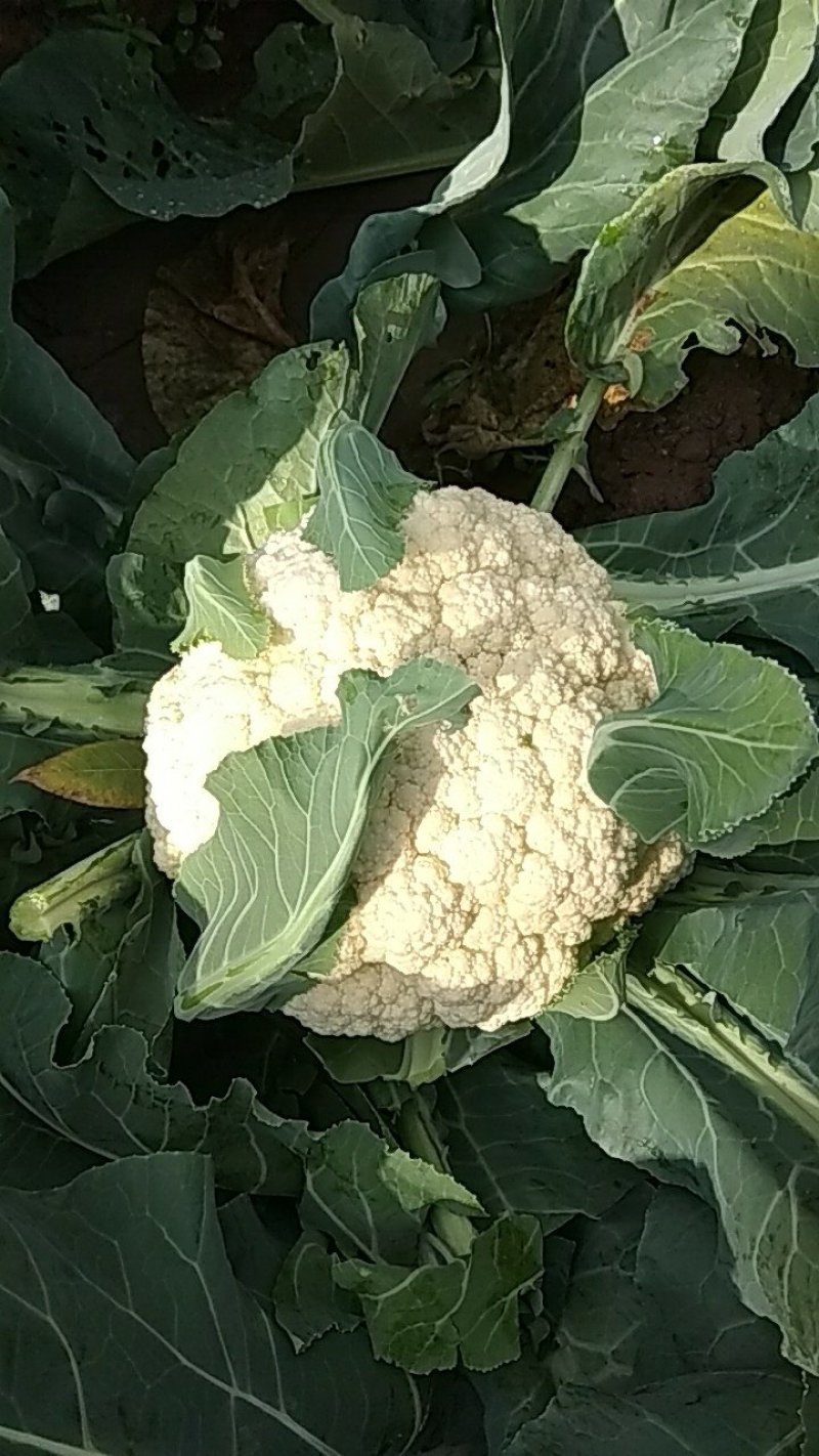 白花、散花