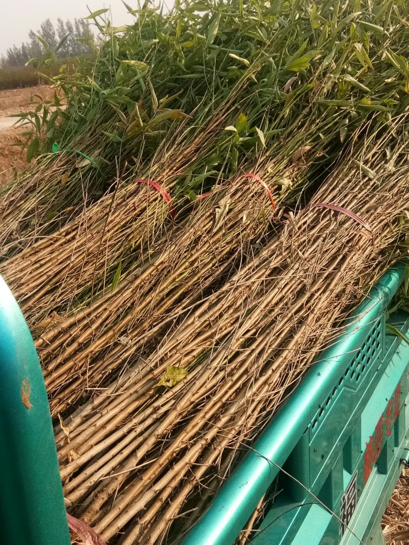 桃树