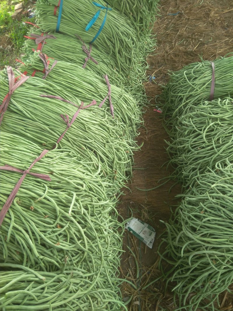 长豆角，己大量上市。质量很好