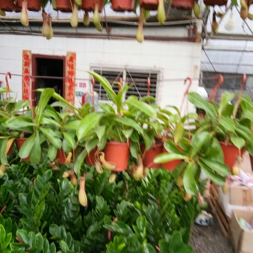 盆景盆花