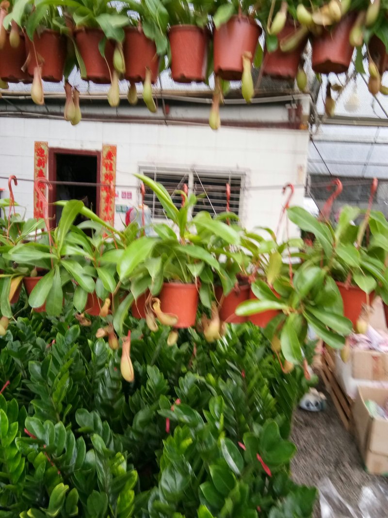 盆景盆花