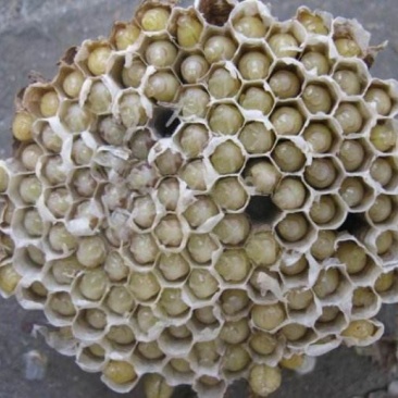 蜂蛹