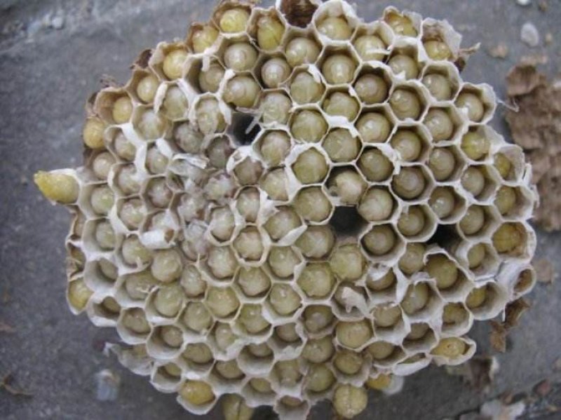蜂蛹