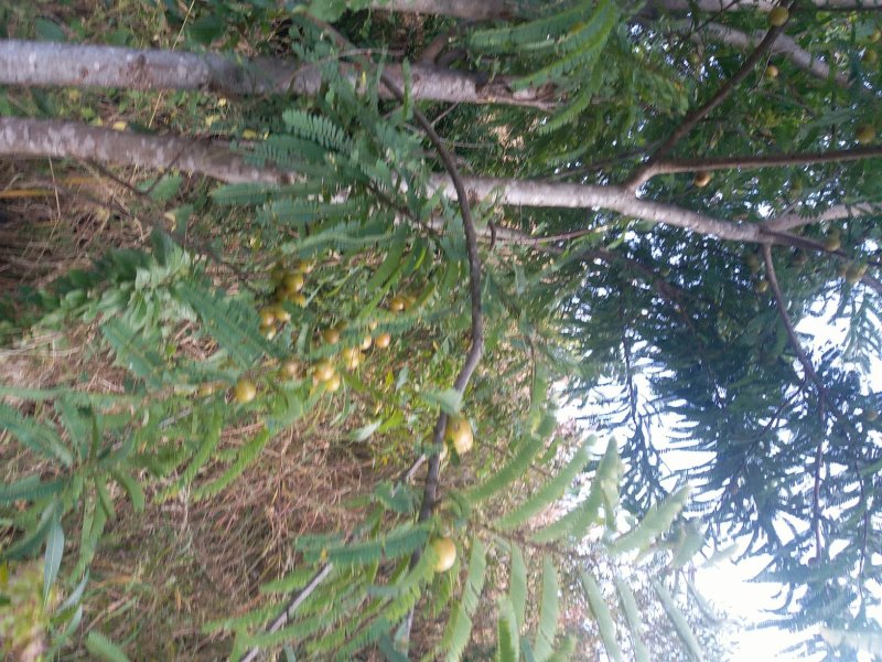 滇橄榄