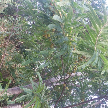 滇橄榄