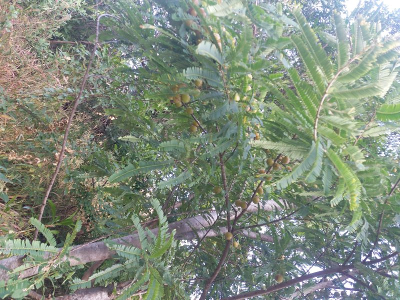 滇橄榄