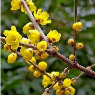 腊梅规格齐全