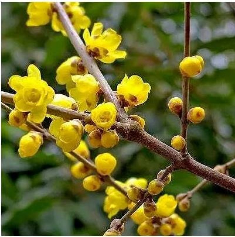 腊梅规格齐全