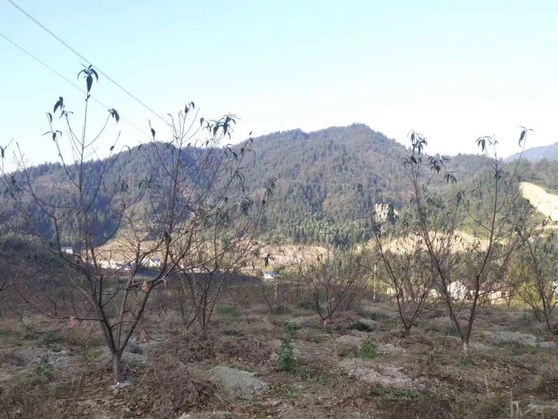 炎陵黄桃苗早中晚熟品种齐全全程技术支持