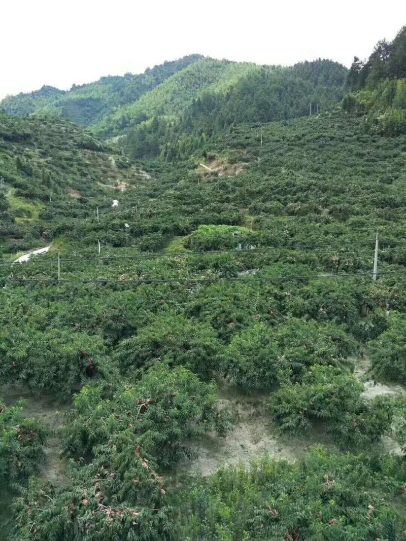 炎陵黄桃苗早中晚熟品种齐全全程技术支持