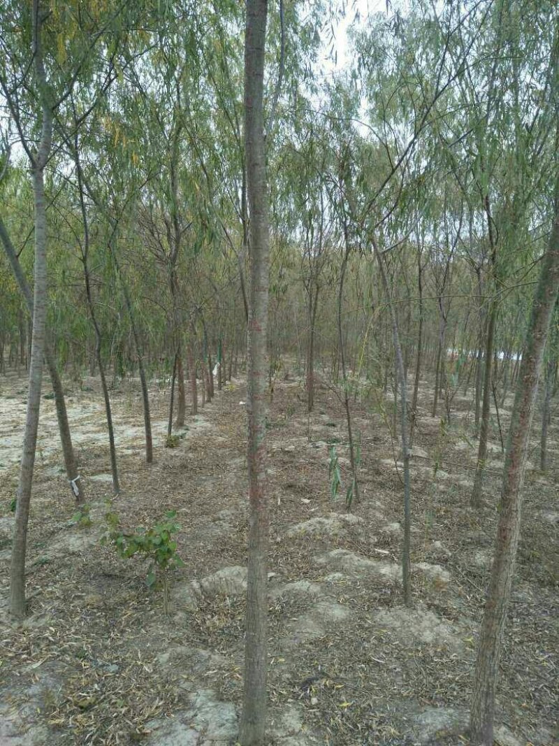 绿化苗木