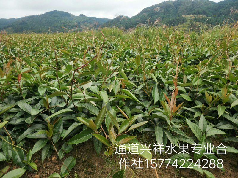 特色养身奇果黑老虎种子