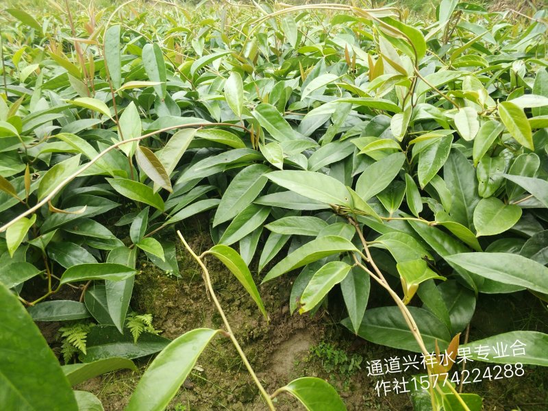 特色养身奇果黑老虎种子