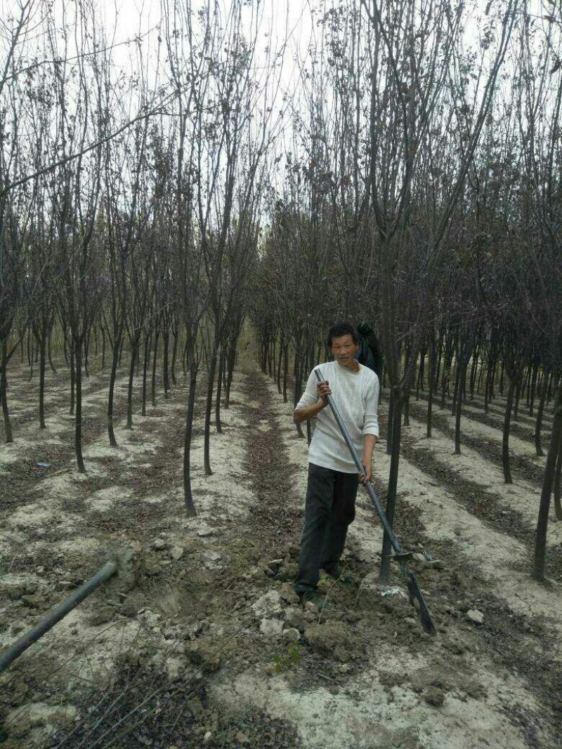 绿化苗木