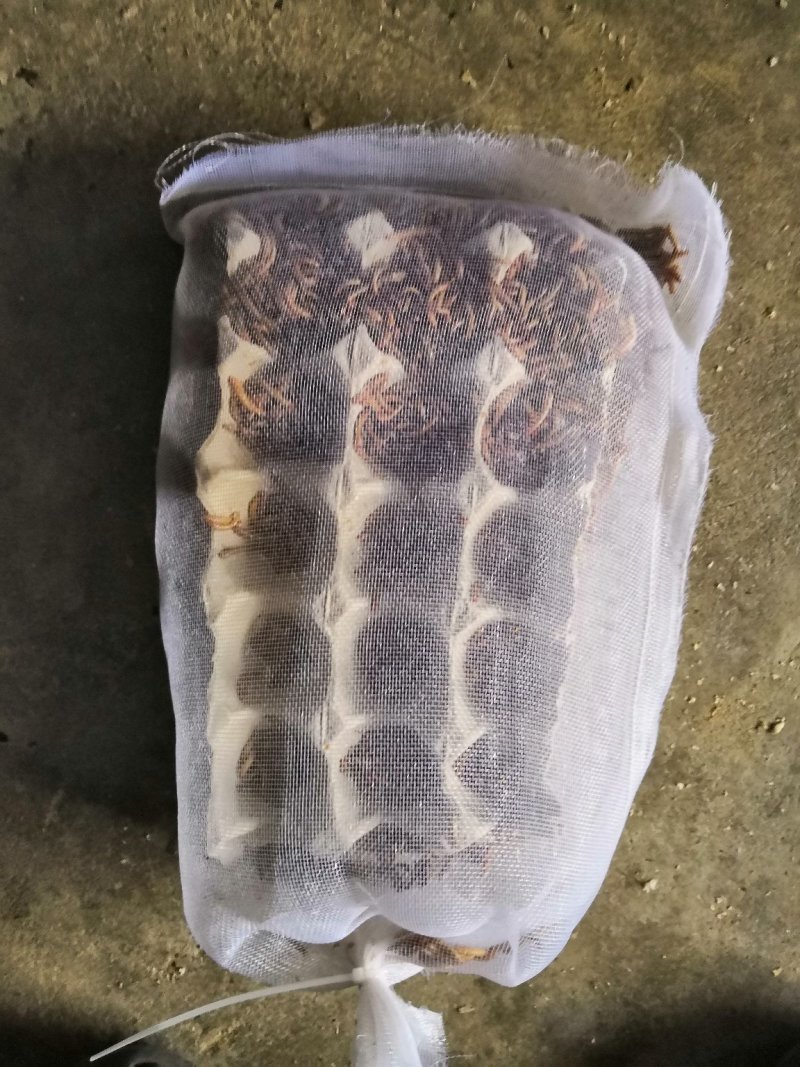 黄粉虫
