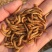 黄粉虫