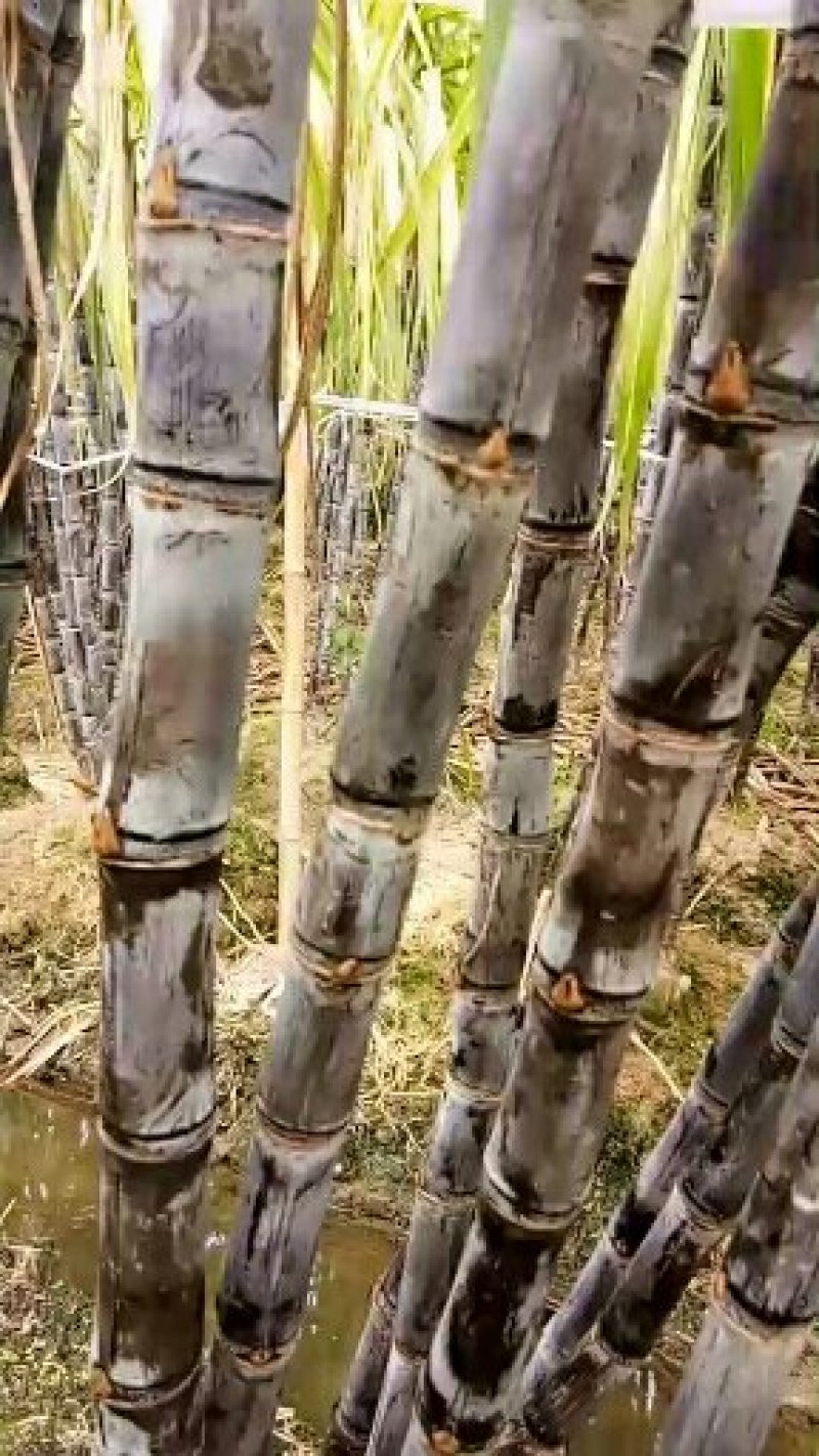 广西玉林黑皮甘蔗大，糖蔗原产地代办，支持看货，量大价优