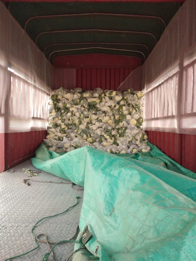 白面青梗、500亩松花菜、基地直发、一手货源、价格美丽