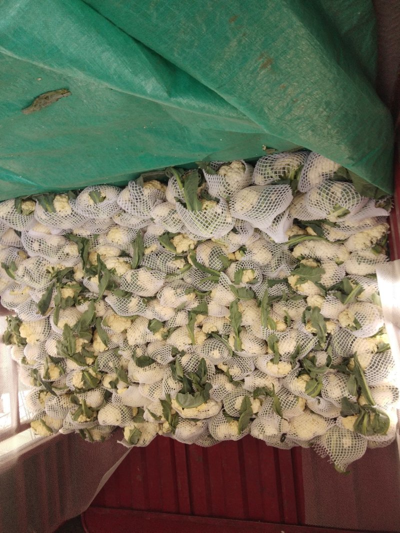 白面青梗、500亩松花菜、基地直发、一手货源、价格美丽