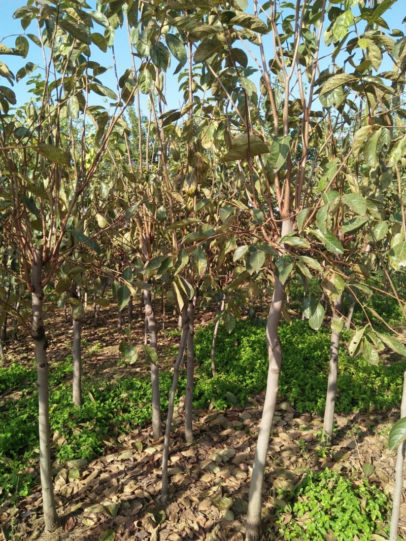 柿子树，江苏柿子树，基地发货，对接大型批发商，欢迎联系