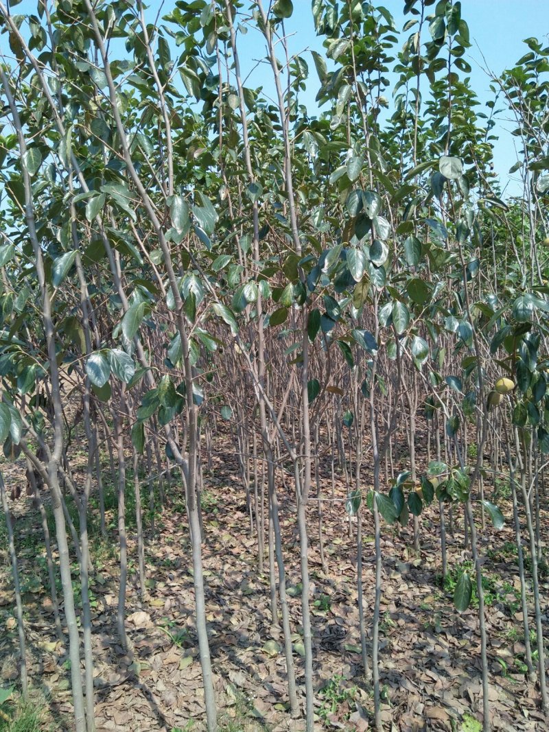 柿子树，江苏柿子树，基地发货，对接大型批发商，欢迎联系