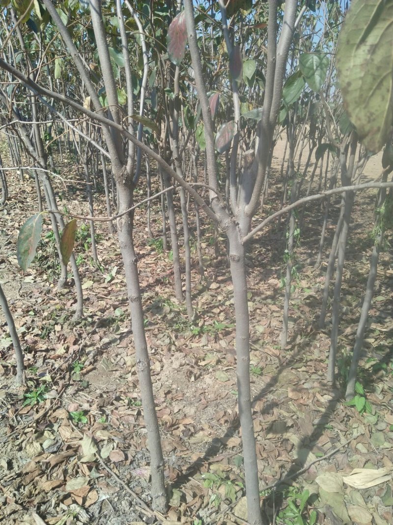 柿子树，江苏柿子树，基地发货，对接大型批发商，欢迎联系