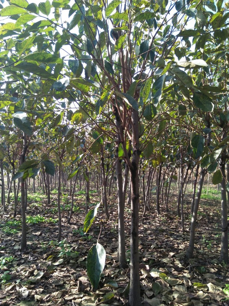 柿子树，江苏柿子树，基地发货，对接大型批发商，欢迎联系