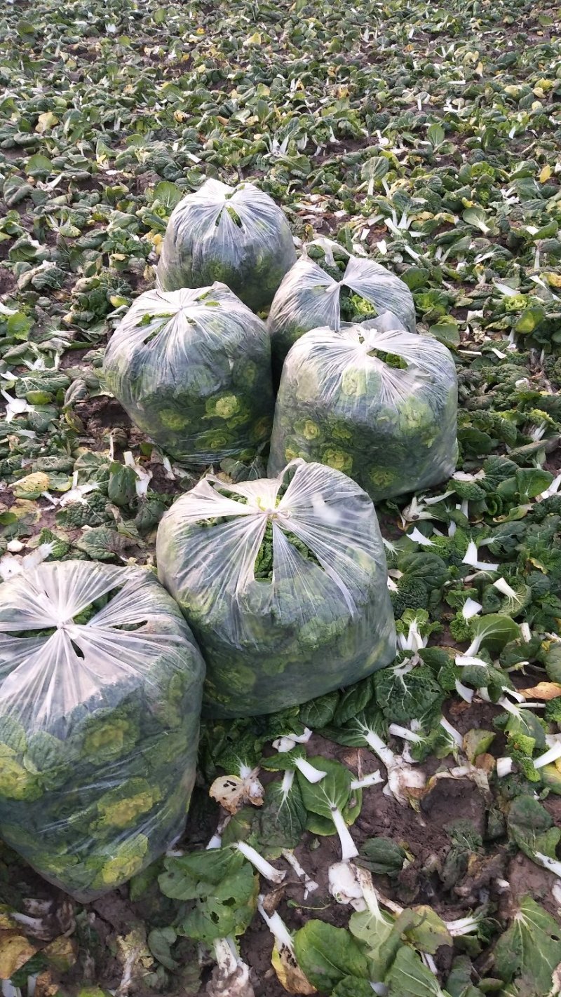 黄心菜