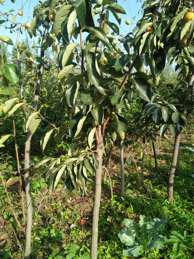 柿子树，江苏柿子树，基地发货，对接大型批发商，欢迎联系