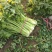 精品芹菜60公分以上