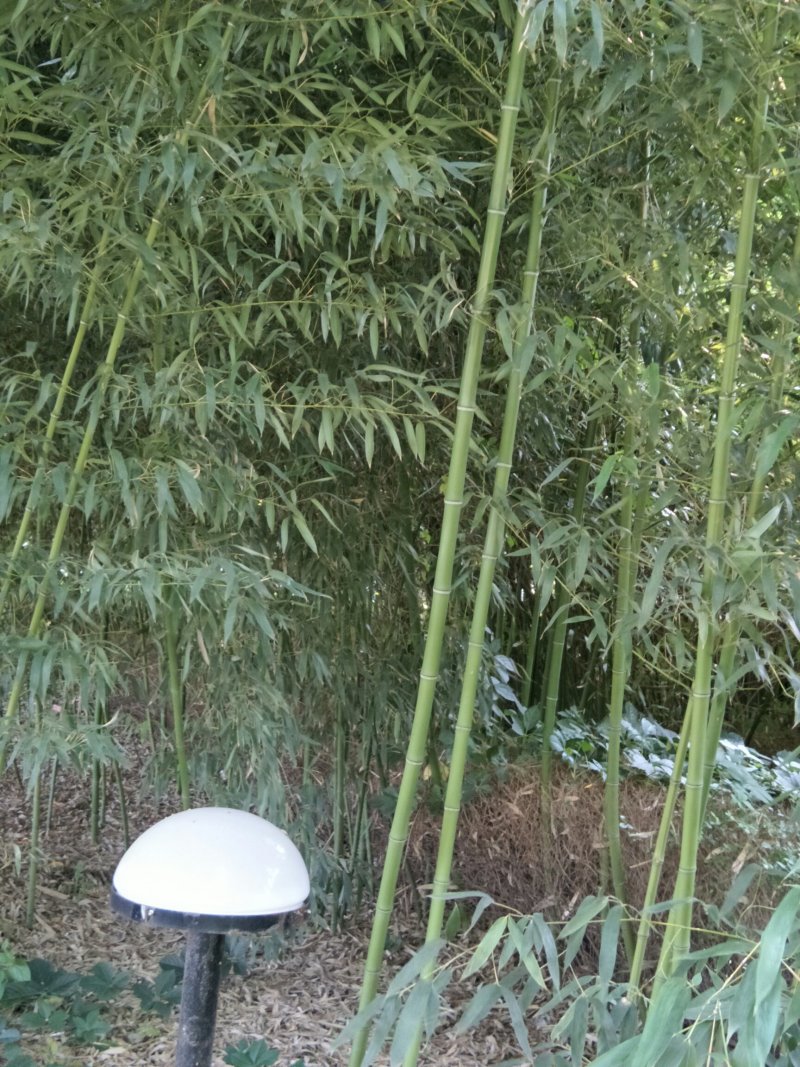 大量供应刚竹。