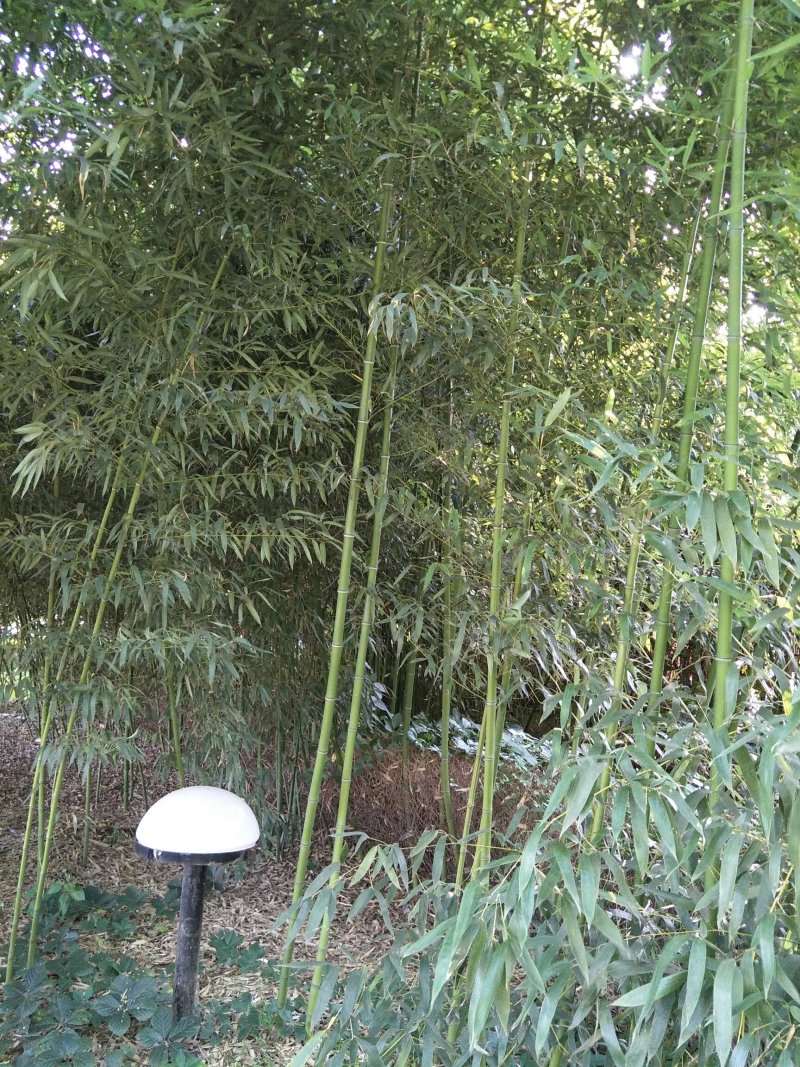 大量供应刚竹。