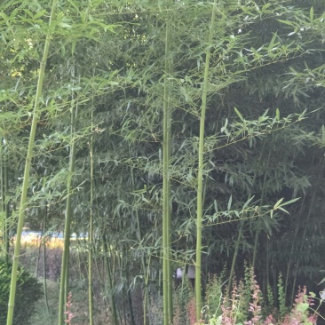 大量供应刚竹。