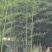 大量供应刚竹。
