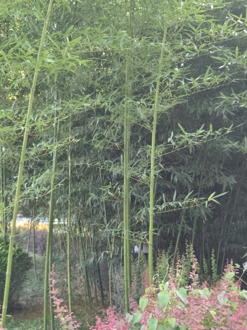 大量供应刚竹。