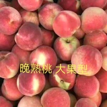 桃树苗映霜红桃树苗，晚熟品种大果型提供技术指导