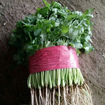 大叶香菜