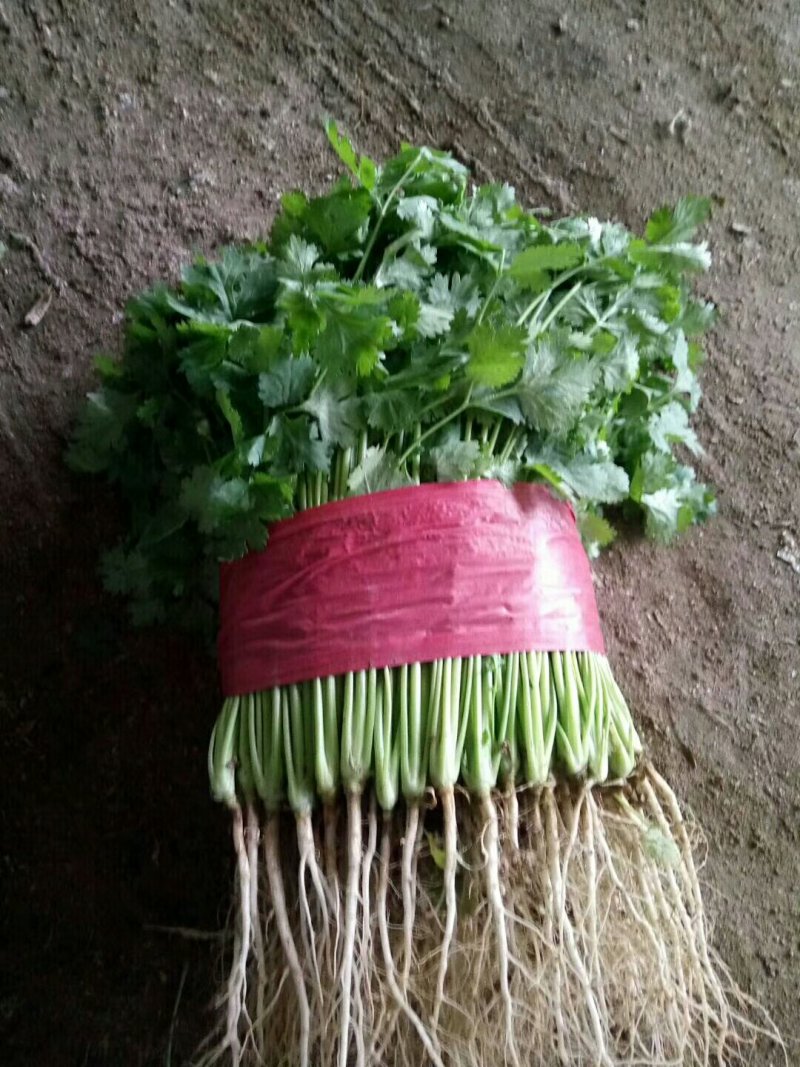 大叶香菜