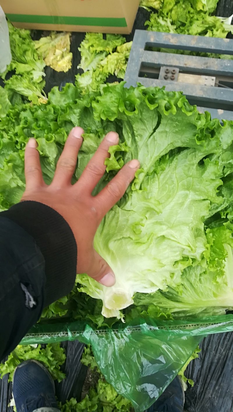 精品叶菜