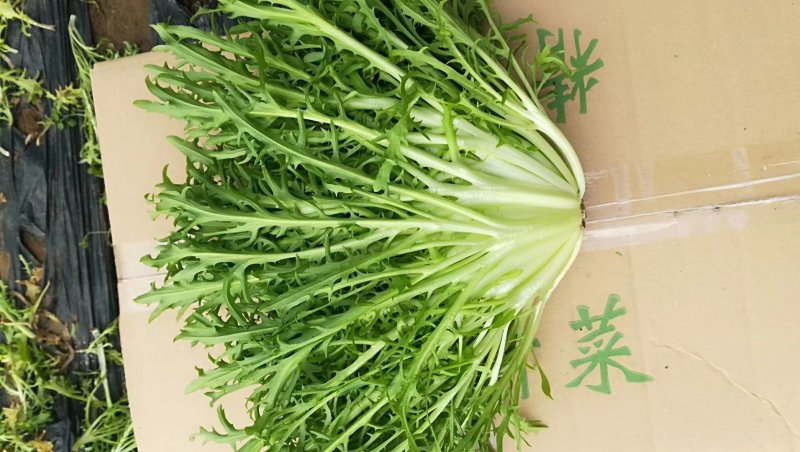 精品叶菜