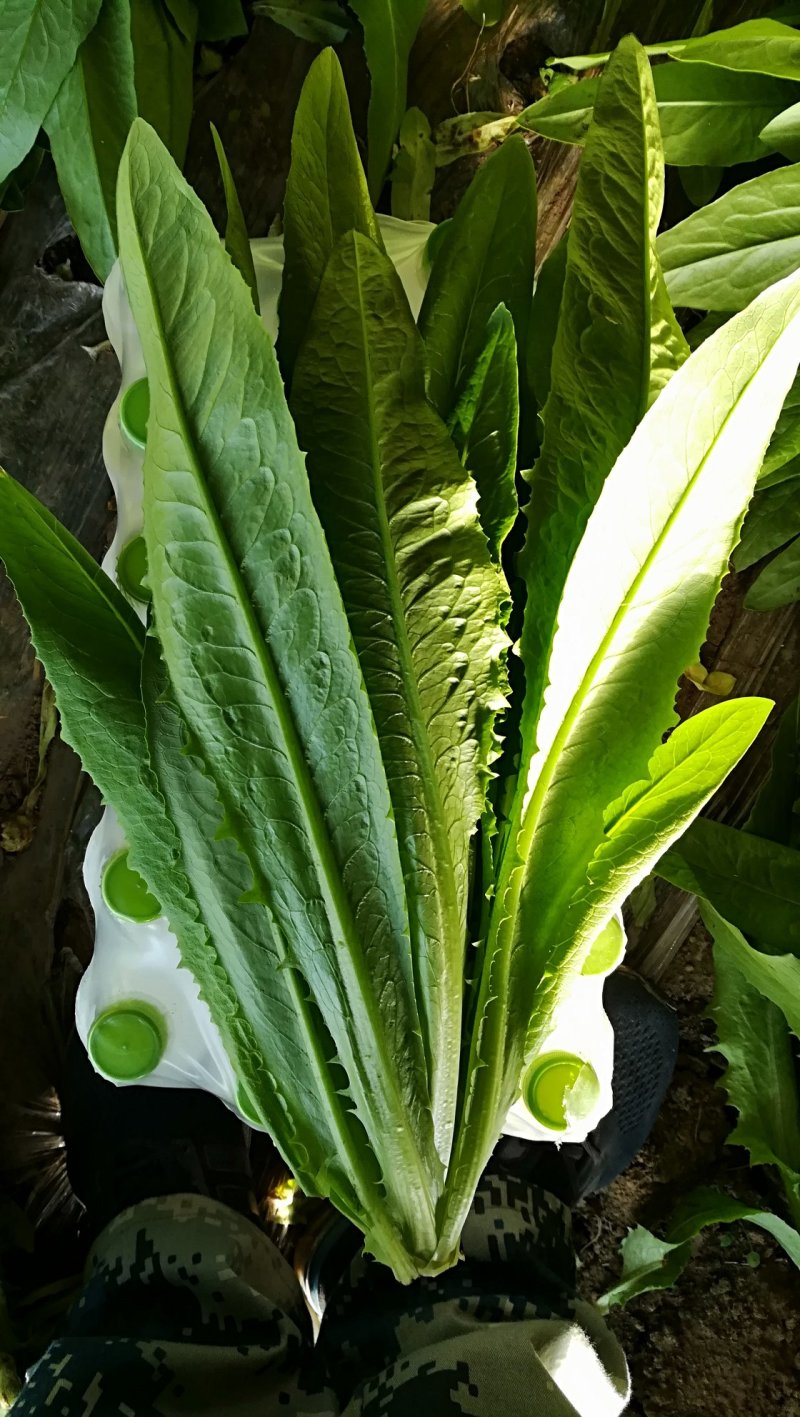 精品叶菜