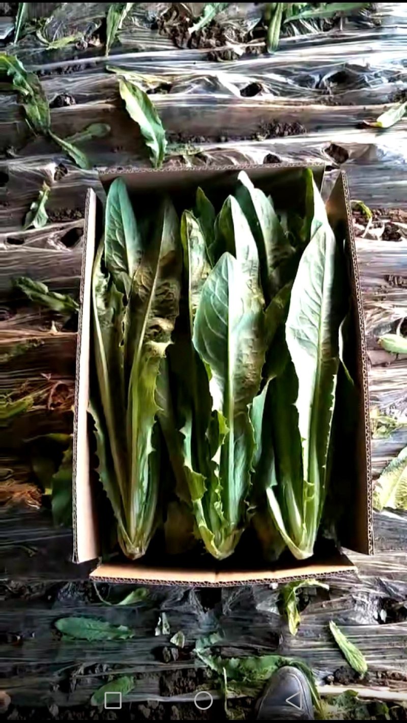 精品叶菜
