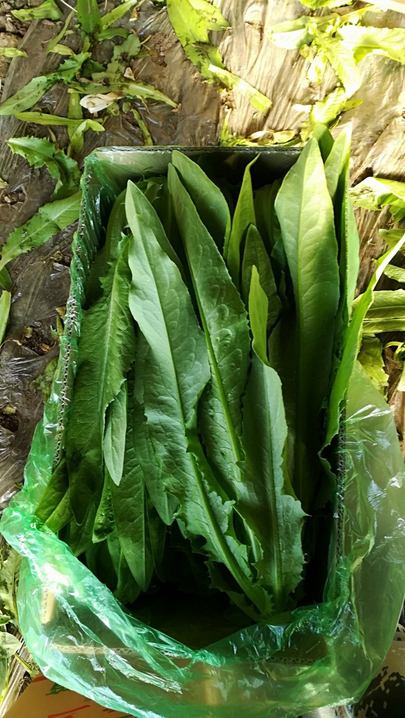 精品叶菜