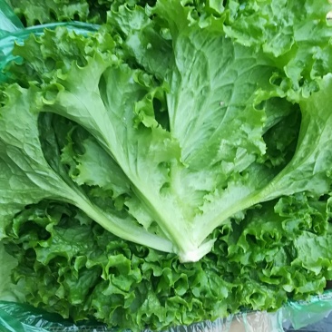 精品叶菜