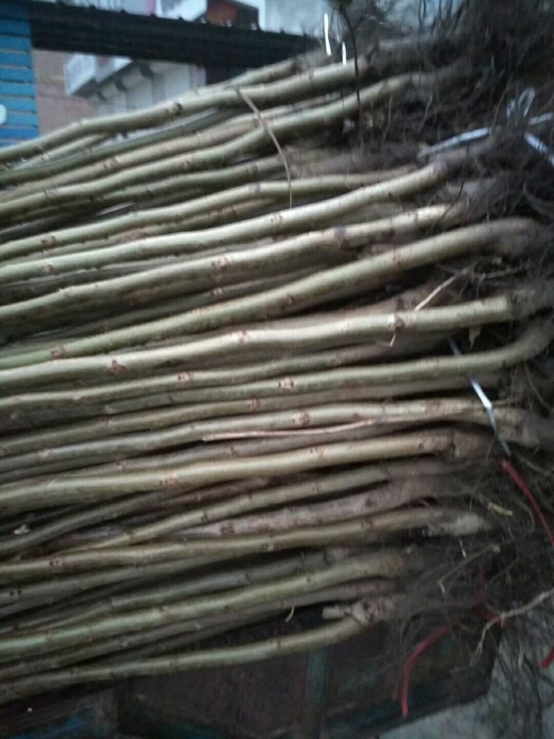 优质嫁接核桃苗大量供应处理2--5--15公分占地核桃树
