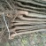 优质嫁接核桃苗大量供应处理2--5--15公分占地核桃树