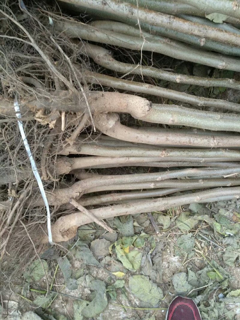 优质嫁接核桃苗大量供应处理2--5--15公分占地核桃树