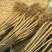 优质嫁接核桃苗大量供应处理2--5--15公分占地核桃树