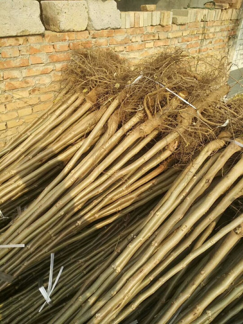 优质嫁接核桃苗大量供应处理2--5--15公分占地核桃树