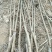优质嫁接核桃苗大量供应处理2--5--15公分占地核桃树
